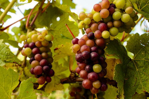 Grapes
